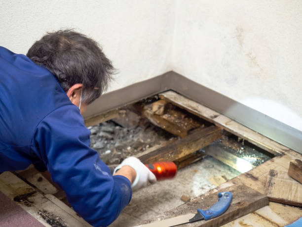 Best White Mold Remediation in Glencoe, AL