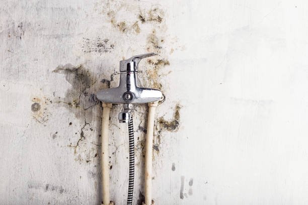 Best Industrial Mold Remediation in Glencoe, AL