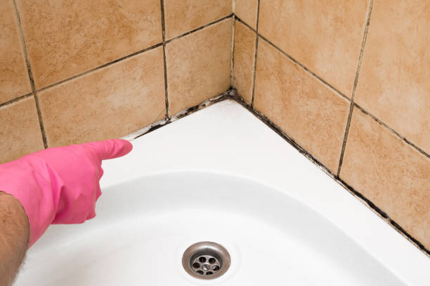 Best Health and Safety Mold Remediation in Glencoe, AL